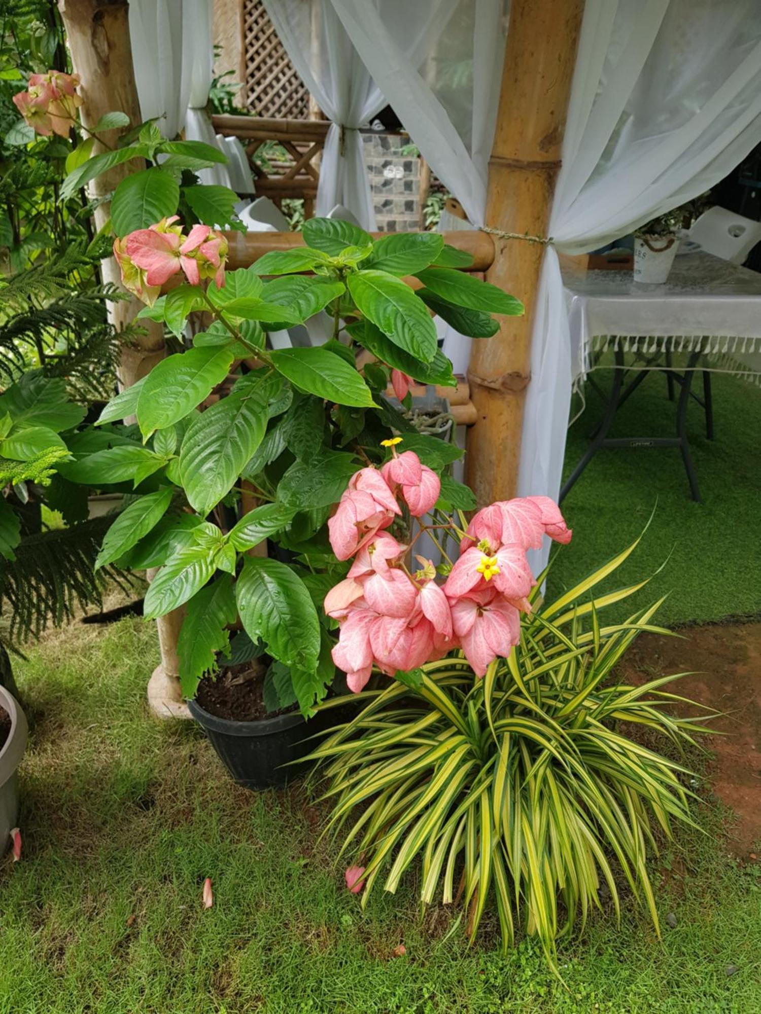 Hidden Haven Coron Apartment Bagian luar foto